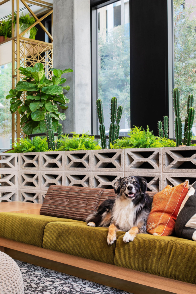 A welcoming lobby seating area, complete with a friendly four-legged visitor.